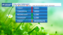 A graphic showing the pollen forecast in Massachusetts through Friday, amid pollen clouds and pollen storms, inflaming people's allergies