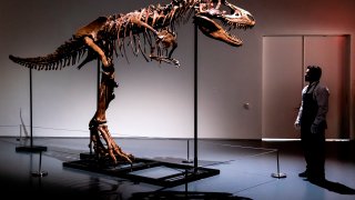 A Sotheby's New York employee demonstrates the size of a Gorgosaurus dinosaur skeleton, the first to be offered at auction, July 5, 2022, in New York.
