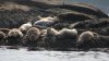 High Number of Maine Seal Deaths Linked to Bird Flu, Feds Say