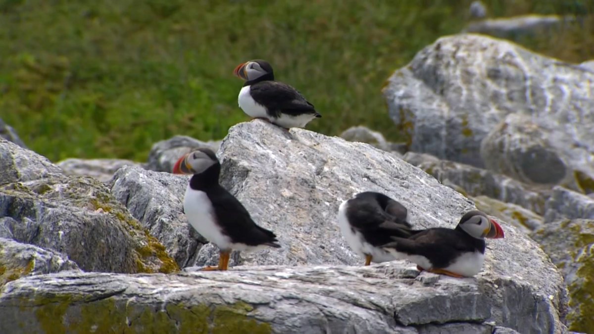 Global warming threatens Atlantic puffin recovery in Maine » Yale