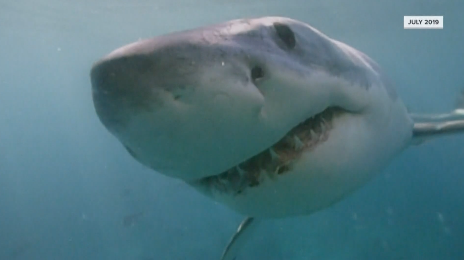 Great White Shark Tracked in Casco Bay Off Maines Coast