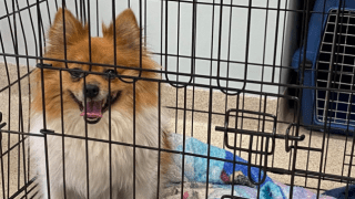 A dog was left in a cage by the side of a road