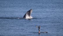 A whale jumps out of the ocean near a paddleboarder