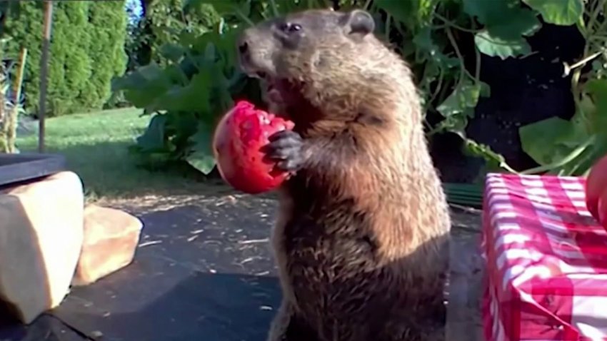 A groundhog stands on its hind legs while eating a tomato that it holds with its front paws.