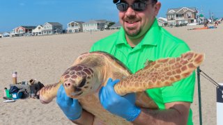 Bill Deerr, a leader of Sea Turtle Recovery, holds Titan, a rehabilitated turtle