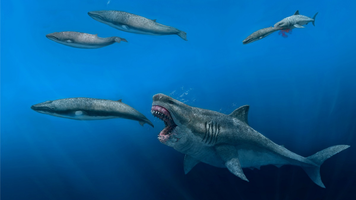 Explaining the Megalodon Shark 'Sightings' Off New England Coast – NBC  Boston