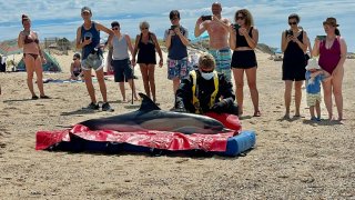 Two dolphins were rescued after being stranded off the coast of Brewster, Massachusetts, with IFAW releasing them in Provincetown