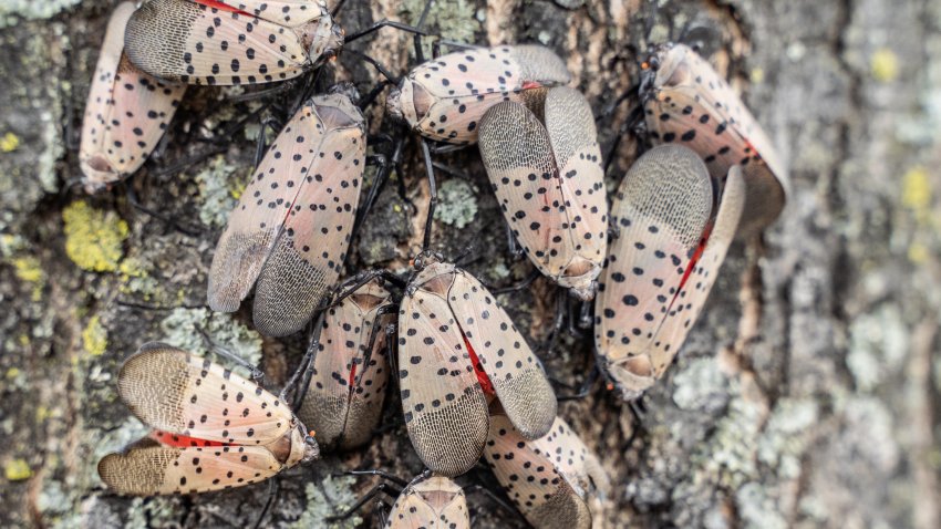 Spotted Lanternflies were first found in Berks County, Pennsylvania in 2014 and has spread to surrounding states.