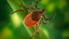 A Mild Winter Means More Ticks and a Higher Risk of Lyme Disease Infections