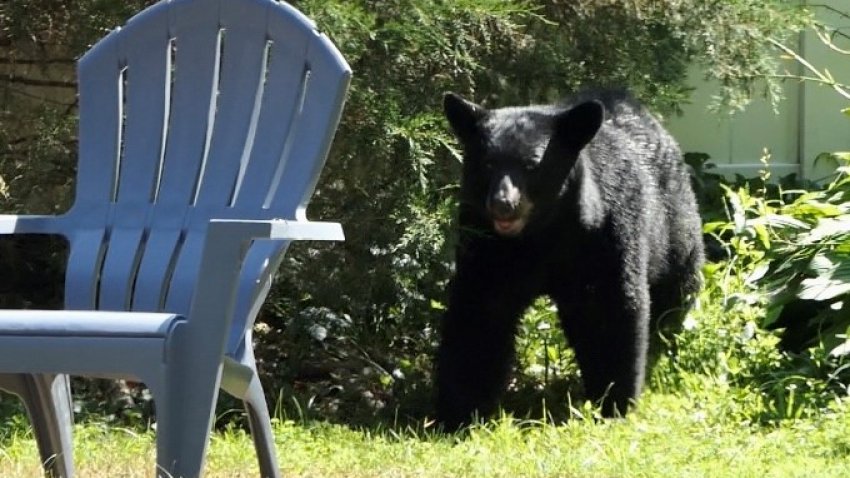 black bear sitting at picnic table
