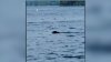 VIDEO: Bear Takes a Dip at Lake Winnipesaukee