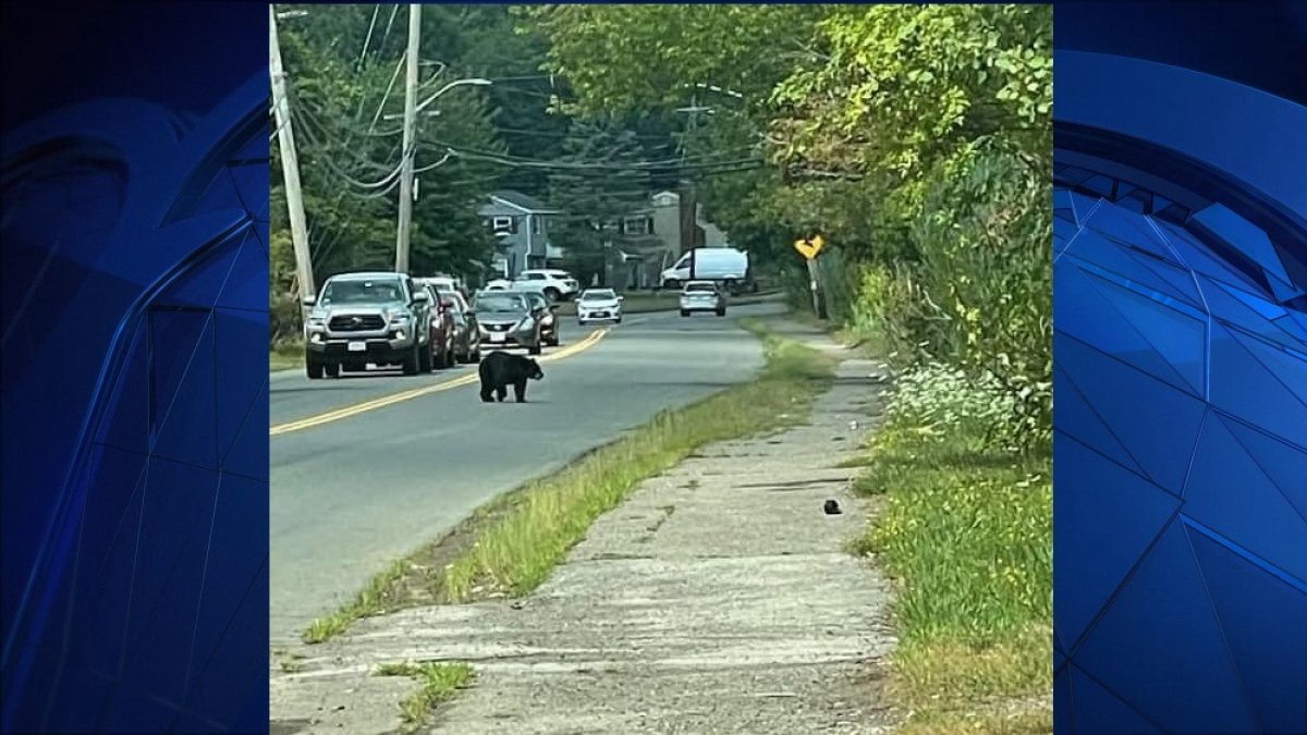 Bear Sightings in Danvers and West Peabody NECN