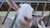 Could Goats Solve Vermont's Dairy Industry Problems?