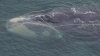 Entangled Right Whale, One of Last Breeding Females, Will Likely Die