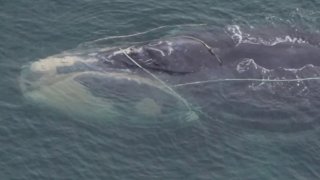 photo of a right whale entangled in fishing gear