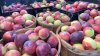 New England Has 3 of the Best Apple Orchards in the Country, New Ranking Says
