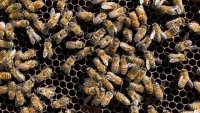 Vermont Distiller Aims to Boost Pollinator Habitat With ‘Bee's Knees Week'