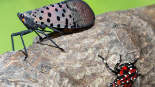 A photo of the invasive insect, Spotted Lanternfly