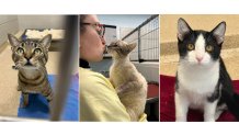 Cats from Kentucky being made available for adoption in Massachusetts.