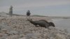 Days After Release Into Ocean Off Block Island, Shoebert the Seal Is Back on North Shore