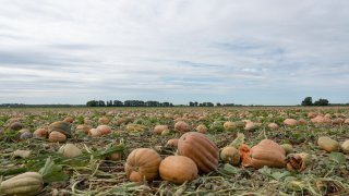 Pumpkins are seen in a field on Bill Sahs' farm