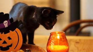 FILE: Black cat looks at an orange candle.
