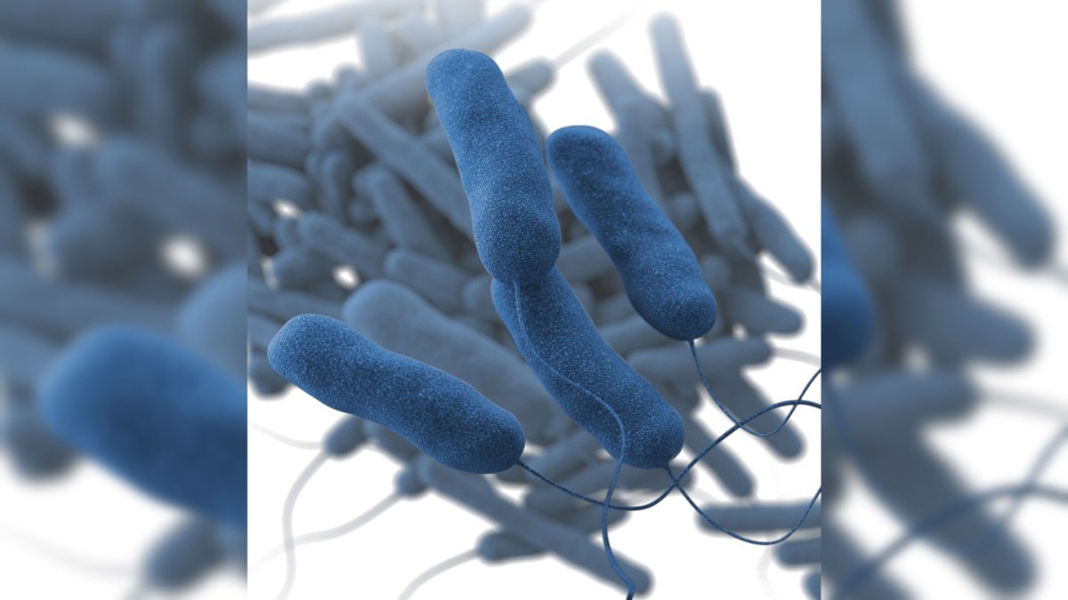 1 Dead in St. Albans, VT Legionnaires’ Disease Outbreak – NECN