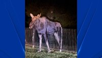 Firefighter Helps Rescue Moose Stuck on a Fence in Conn.