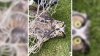Nothing But Net: Wide-Eyed Owl Rescued From Goal Net in Southboro