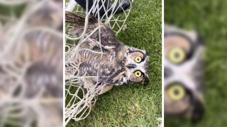 An owl snared in a soccer net at Trottier Middle School in Southboro, Massachusetts, on Sunday, Oct. 2, 2022.