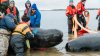 Several Whales Dead After Stranding, Dayslong Ordeal on Cape Cod