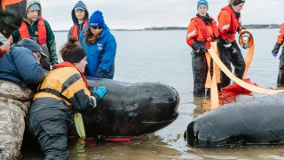 IFAW rescuers attempt to rescue stranded pilot whales on Cape Cod on Wednesday, Nov. 30, 2022.