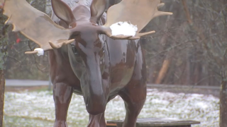 Snow on a moose in Maine