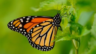 Dugong, Monarch Butterfly Among 700 New Species Facing Extinction – NECN