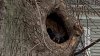 Bear Takes Up Shelter In Hole in Tree in Conn. Neighborhood