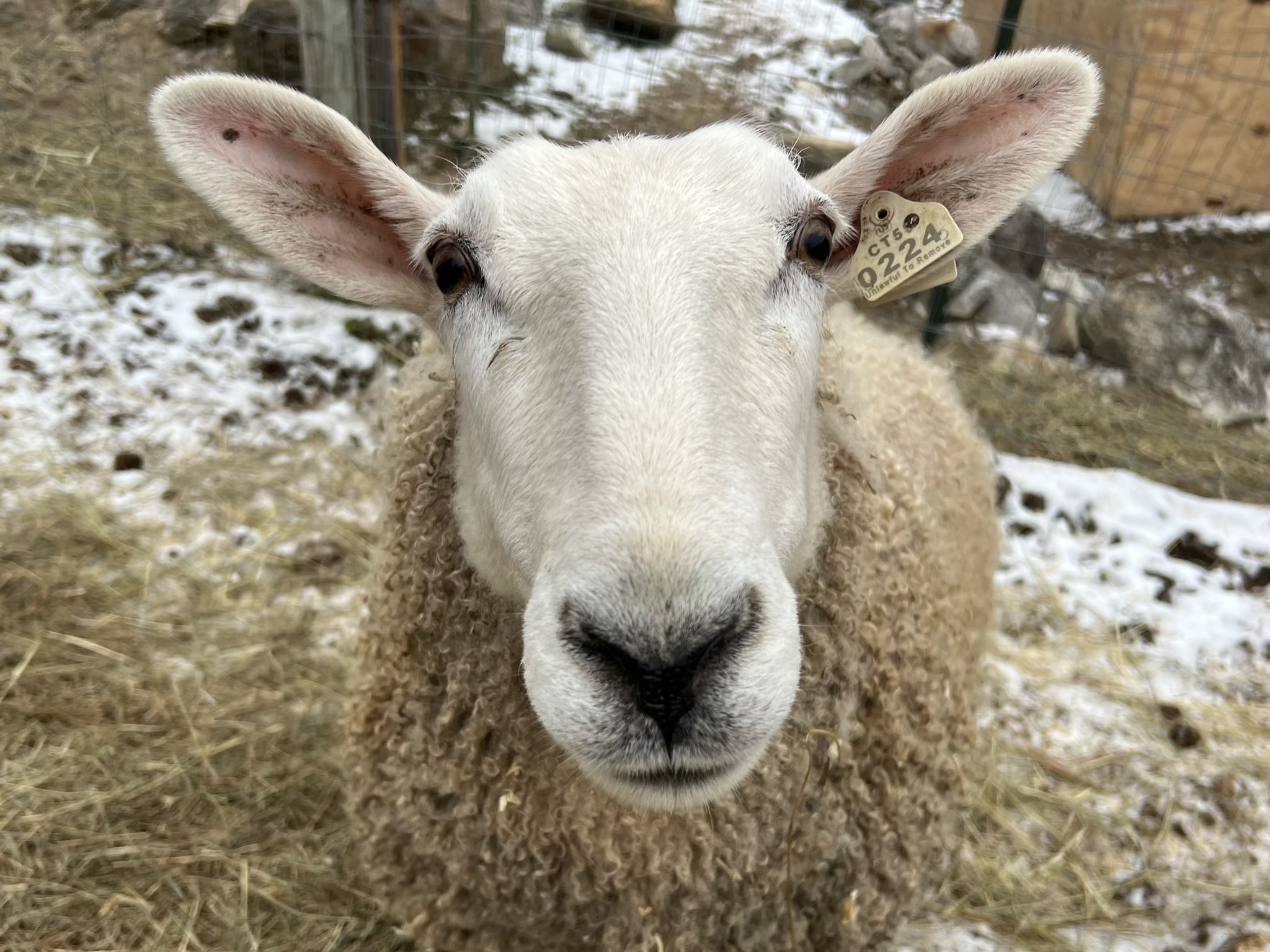 A sheep at Kinder Way Farm Sanctuary at Middlebury, Vermont.