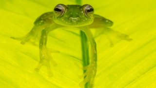 Glass frog, Buenaventura, Colombia.