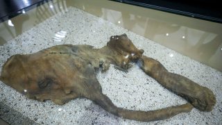 "Effie," the mummified remains of a baby woolly mammoth found in Alaska