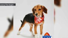 Beagle puppy June will compete in this year's "Puppy Bowl". Photo Discovery/The Dogist. 