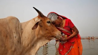 FILE- A woman worships a cow