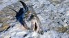 Frozen Shark Found on Cape Cod Beach Raises Questions