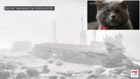 Mt. Washington Observatory's Cat Is Grumpy, But Not From the -32° Temperature
