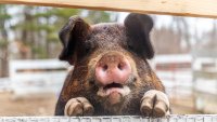 Pet Pig Has New Home After Being Abandoned in Boston