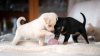Puppy Parenthood: 10 Tips for Bringing Home a New Furry Friend