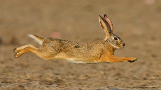 An image of a brown hare mid-leap against a sandy ground.