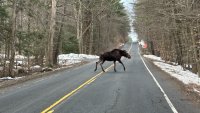 Two Moose Caught on Camera in Connecticut