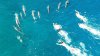 Group of 33 Swimmers Harassed Pod of Wild Dolphins in Hawaii, Officials Say