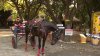 Florida Teen Rides Horse-Drawn Cart Through McDonald's Drive-Thru in Viral Video