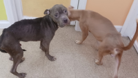 Abused Pit Bull Puppies Abandoned in Salem, Mass.