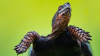 Woman charged with trying to smuggle turtles across Vermont lake to Canada